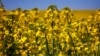 NIKOLAEVKA, SAKI, CRIMEA, UKRAINE – Fields of sunflower and rapeseed, 13Aug2019